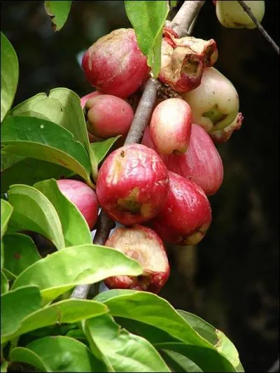 Qu'est-ce que la jambose rouge ?