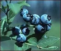 Que sont les brimbelles ?