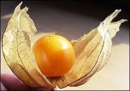 L'alkkenge nomm aussi physalis porte le nom de :