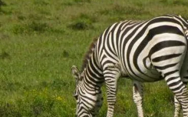 Quiz Savane