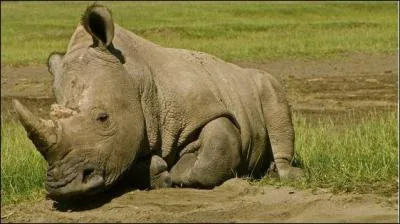 Quel est le nom de cet animal ?