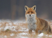 Quiz Des animaux clbres !