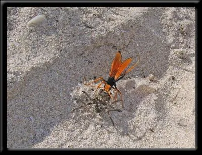 Si vous avez peur des araignes, vous souffrez ...