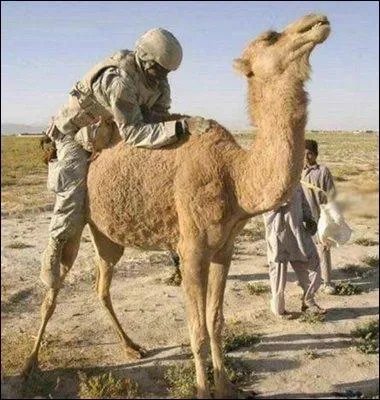 Ne cherchez pas de mauvaise intention chez ce GI, cherchez plutt le nom de cet animal, visible sur les paquets de cigarettes  Camel  !