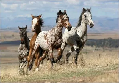 Clbre jument qui pourrait tre votre amie !