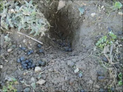 Il est devenu symbolique d'un magazine masculin, qui aide monsieur  passer les longues soires d'hiver !