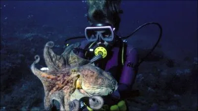 Ces animaux sont tellement intelligents, que l'un d'entre eux n'a pas hsit  se lancer dans la voyance, lors de la coupe du monde 2010 de football !