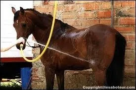 Que permet de doucher les membres de sa monture ?