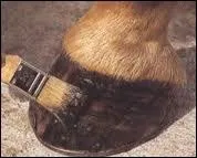 Avec quoi graissez-vous les pieds de votre cheval ?