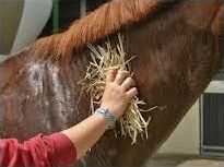 Quiz Galop 3