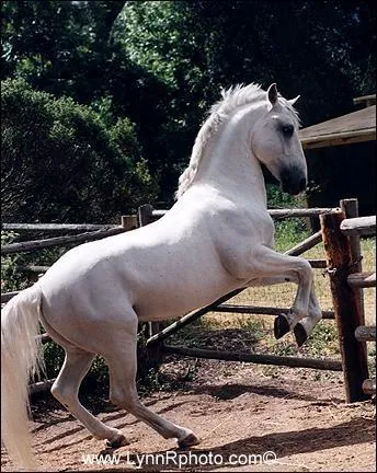 Quelle est cette race ?