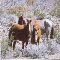 Quelle est cette race ?