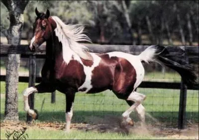 Quelle est cette race ?