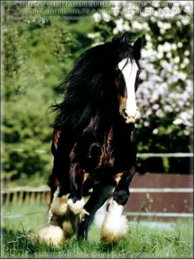 Quelle est cette race ?