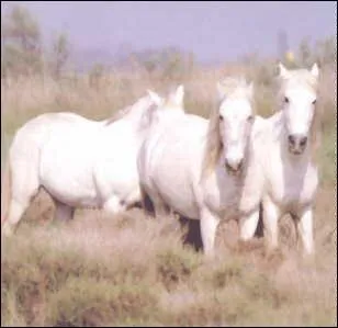 Quelle est cettte race ?