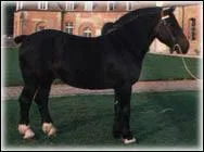 Quelle est cette race ?