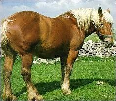 Quelle est cette race ?