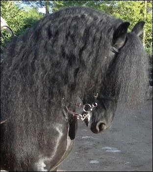 Quelle est cette race ?