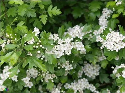 Nous pouvons certainement dire que les punaises sont des animaux ubiquistes quel est le synonyme de  ubiquiste  ?