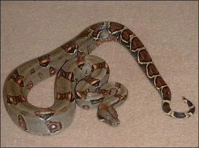  Les vieillards sont ordinairement chassieux  dans cette phrase qu'entend-on par  chassieux  ?