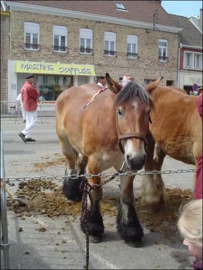 Quelle race de chevaux de trait trouve t-on le plus en Flandre ?