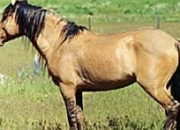 Quiz Le cheval mustang