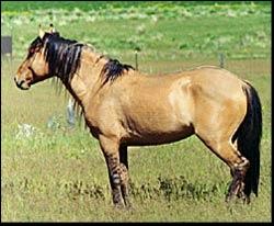 Le mustang est une race de cheval pure ou un simple rsultat de croisement ?
