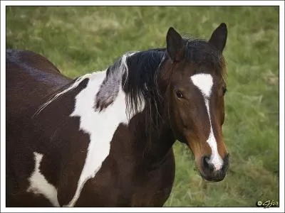 A la base, le mustang est-il domestique ?