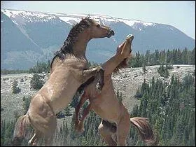 Quel est le caractre naturel du mustang ?