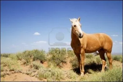 Quel fut le nombre de chevaux mustangs massacrs en 1900 sur 1 millions ?