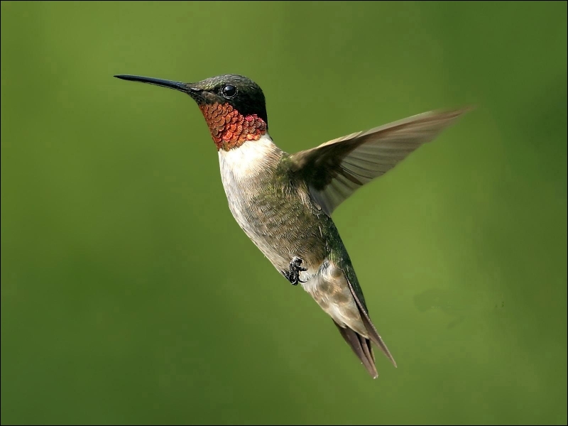 Comment se traduit le  colibri en anglais ?