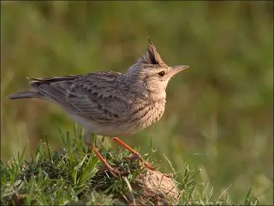 Comment se traduit une  alouette  en anglais ?