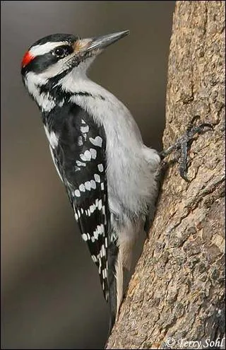 Comment se traduit un  pivert  en anglais ?