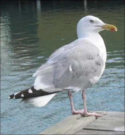 Comment se traduit la  mouette  en anglais ?