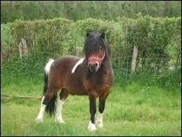 Quelle est la race de ce poney ?