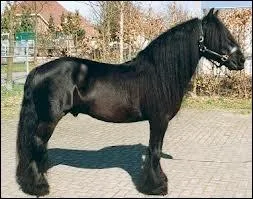 Quelle est la race de ce poney ?