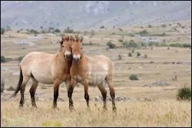 Quelle est la race de ce cheval ?