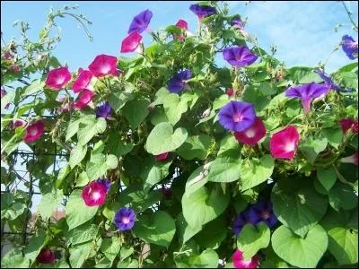 Genre de plantes volubiles qui comprend plus de 500 espces. Famille des convolvulaces, comme la patate douce.