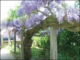 C'est une plante ligneuse dlicieusement odorante.