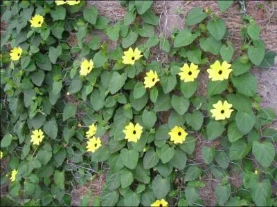 Superbe grimpante originaire d'Afrique du Sud, elle ne rsiste pas au gel. On l'appelle  sourire de Zanzibar .