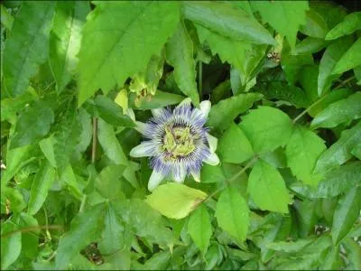 Elle aime la chaleur. On l'utilise en phytothrapie pour ses proprits sdatives et anxiolytiques.