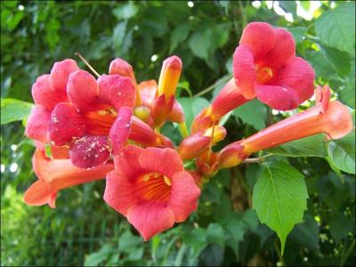 Elle possde de jolies fleurs en forme de trompette. Cette plante a des racines adventives avec des crampons.