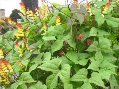 Originaire du Mexique, elle ne rsiste pas au froid. Ses fleurs ont plusieurs couleurs sur la mme tige.