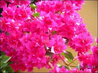 C'est une plante tropicale. Ses fleurs ont des couleurs trs vives.