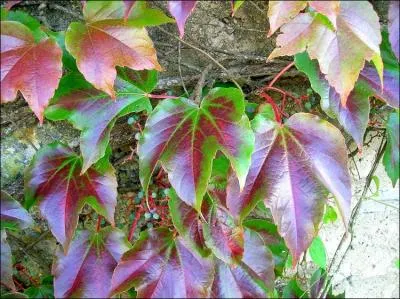 Elle possde de petits coussinets adhsifs  l'extrmit de ses vrilles.