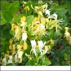 Un parfum unique et merveilleux. Certaines espces sont aussi nommes  camrisier .