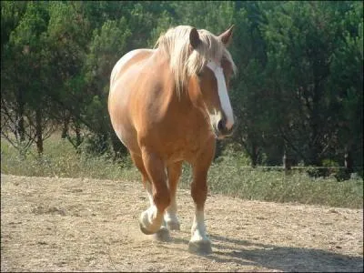 Mon matre veux m'acheter un nouveaux licol mais il ne sais pas quelle grandeur choisir.