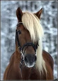 Quelle est la robe de ce cheval ?