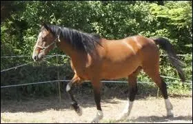 Quelle est cette allure ?