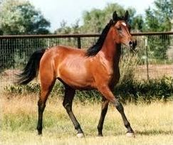 Quiz Galop 1